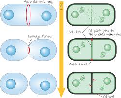 Cytokinesis In Animal Cell Versus Plant Cell Animal Animal Cytokinesis Full Size Png Download Seekpng