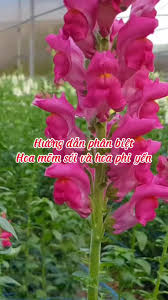 Hướng dẫn phân biệt hoa mõm sói và hoa phi yến