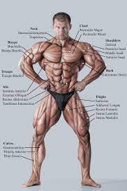 Female bodybuilding is not the same as male bodybuilding! Joan On Twitter Body Muscle Anatomy Muscle Anatomy Man Anatomy