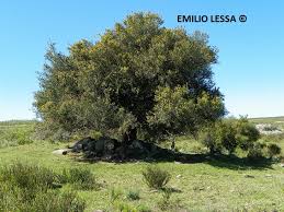 Image result for Scutia