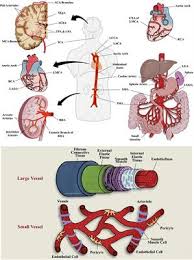Pada apps ini anda bisa mendapatkannya secara gratis. Frontiers Diets And Cellular Derived Microparticles Weighing A Plausible Link With Cerebral Small Vessel Disease Cardiovascular Medicine
