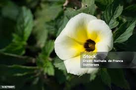 Image result for Turneraceae