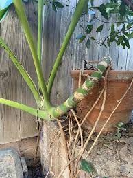 Image result for Monstera