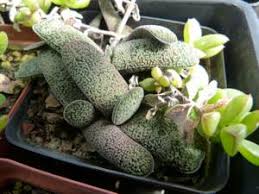 Image result for Euphorbia baylissii