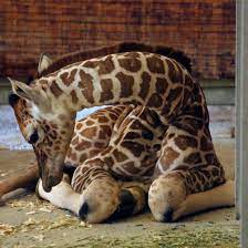 Dallas Zoo S 2015 Baby Giraffe Pictures Animals Wild Cute Animals