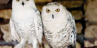 Quand Les Chouettes Paradent Dans La Nuit