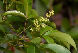 Image result for Searsia rogersii