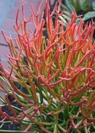 Image result for Euphorbia spissiflora