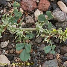 Image result for Trigonella anguina