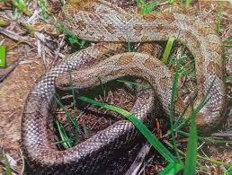 Prairie Kingsnake Are Seen Pretty Regularly About Every Species That You Can Think Of For The Most Part That S Nativebto Ce Central Missouri Species Reptiles