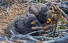 Meet Sandy and Luna! 💕 Those are the new names given to this year's chicks  hatched to the famous bald eagles, Jackie and Shadow. Sandy is a tribute to  Sandy Steers, the