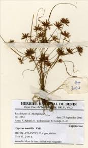 Image result for Cyperus amabilis