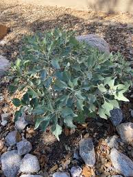 Image result for Jamesbrittenia burkeana