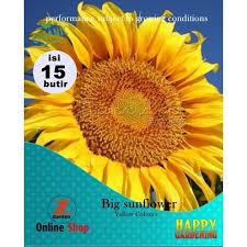 Pembayaran mudah, pengiriman cepat & bisa cicil 0%. Jual 15 Seed Butir Bibit Biji Benih Tanaman Hias Bunga Matahari Raksasa Kota Surabaya Sepatuku Jaya Tokopedia
