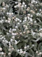 Blütenfarbewir versuchen, die blütenfarbe so genau wie möglich zu beschreiben. Anaphalis Triplinervis Silberregen Perlkorbchen Silberimmortelle Hier Bestellen Stauden Stade Versand Shop
