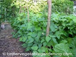 Maybe you would like to learn more about one of these? Growing Bush Beans In The Home Vegetable Garden