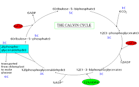 Image result for photosynthesis dark reaction equation