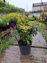 Image result for Pieris japonský bonfire obrázek