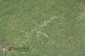 Image result for Cynodon incompletus