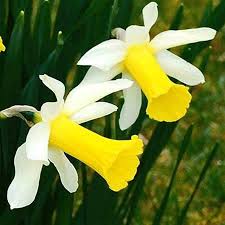 Jack Snipe Daffodil Bulbs Tulips 42 75 Per 100 Bulbs Daffodil Bulbs Daffodils Tulips