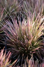 Image result for Deschampsia cespitosa