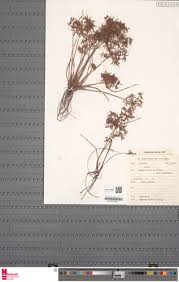 Image result for Cyperus amabilis