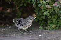 Although the male does most of the work which is less common in. Northern Mockingbird Wikipedia