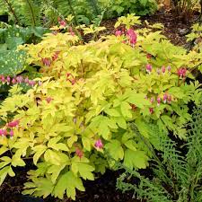 Bleeding Heart Plant Yellow Best Flower Wallpaper