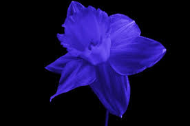 Daffodil Blue Cancer Flowers Daffodils Narcissus Flower