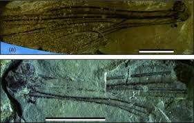 Image result for Zygophlebia