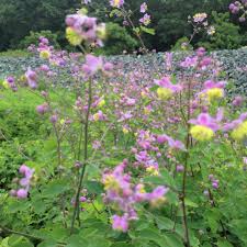 Image result for Thalictrum