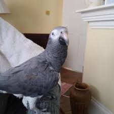 We are rehoming him because hes currently in a bodyshop and needs to be in a more slower paced enviornment. African Grey Parrot For Sale Terry S Parrot Farm