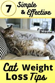 Pin On Cat Health Tips