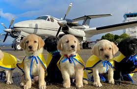 Locally owned and serving the wichita area with the highest standards. A Plane Full Of Puppies Lands In Colorado To Become Assistance Dogs