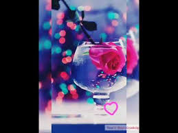 Are you looking for whatsapp dp? Beautiful Rose Flower Dp Profil Pic Wallpaper Status Ideas Rose For Whatsapp Instagram Rosedp Youtube