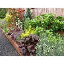 Sunny Border Collection 6m X 60cm Garden Shrubs Plants Shrubs For Borders