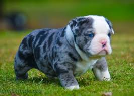 Some countries do have certain restrictions and regulations. English Bulldog Puppies In San Francisco Bay Area California Gun Classifieds Gunlistings Org