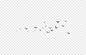 Boards are the best place to save images and video clips. Silhouette Of Birds Illustration Liuyang Oil Painting Wall Group Of Birds Angle White Child Png Pngwing