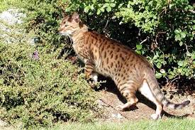 Seacoast Pet Sitters » Kato, Hampton Beach