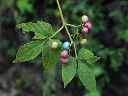 Image result for Vitaceae