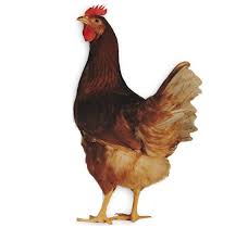 O hartă creată de către utilizatori ca şi tine! Puicute Ouatoare De O Zi 5 2 Lei Agroland