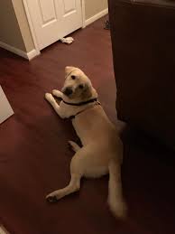 Maybe you would like to learn more about one of these? Dog Adoption In League City Tx 77573 Labrador Dog Hank