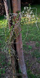 Image result for Solenangis