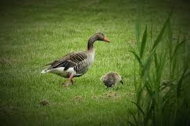 An ant infestation can cause numerous problems on a healthy, lush, green lawn, particularly during rainy seasons. Procurement S Future Growing Not Killing The Golden Geese Procurious Hq Procurement Supply Chain News And Insights Procurious