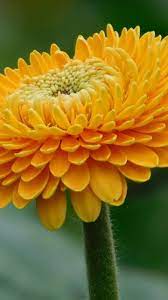 Orange Gerbera Flower Wallpaper Iphone Android Desktop Backgrounds Yellow Flower Wallpaper Flower Iphone Wallpaper Gerbera Flower