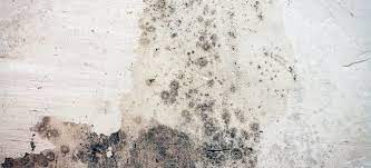 After drying off your walls, see to it that how to remove mold from. How To Remove Mold From Concrete Basement Walls Doityourself Com
