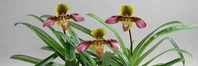 How to care for orchids after they bloom. Orchids Care Guide From The Professional The Most Important Care Tips Orchideen Wichmann De Highest Horticultural Quality And Experience Since 1897
