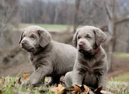 Hi Welcome To Silver Labs N Stuff We Are Jeff And Rhonda Evans And Our Family Loves Labs We Charcoal Lab Puppies Silver Labrador Puppies Silver Lab Puppies