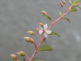 Image result for Sauvagesia