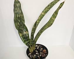 Image result for Canscora kirkii